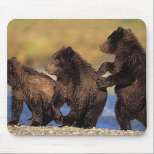 bruine beer, Ursus arctos, grizzlybeer, Ursus Muismat