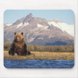 bruine beer, Ursus arctos, grizzlybeer, Ursus Muismat