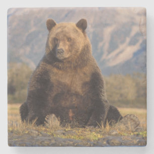 bruine beer, Ursus arctos, grizzlybeer, Ursus Stenen Onderzetter