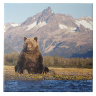 bruine beer, Ursus arctos, grizzlybeer, Ursus Tegeltje