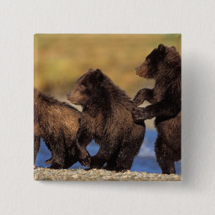 bruine beer, Ursus arctos, grizzlybeer, Ursus Vierkante Button 5,1 Cm