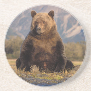 bruine beer, Ursus arctos, grizzlybeer, Ursus Zandsteen Onderzetter