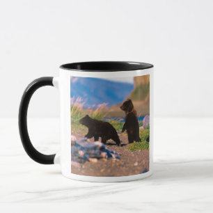 Bruine beer, Ursus arctos, schiereiland Alaska, Mok