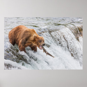 Bruine beer vangt rode zalm poster