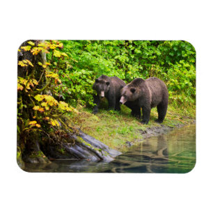 Bruine beer & welp   Hyder, Alaska Magneet