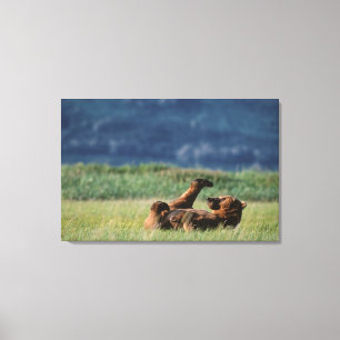 Bruine beren aan het spelen, Ursus arctos, Alaska Canvas Afdruk