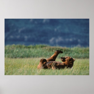 Bruine beren aan het spelen, Ursus arctos, Alaska Poster
