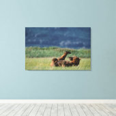 Bruine Beren bij het spelen, Ursus arctos, Alaska Canvas Afdruk (Insitu (Houten vloer))
