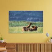 Bruine Beren bij het spelen, Ursus arctos, Alaska Canvas Afdruk (Insitu (Woonkamer))