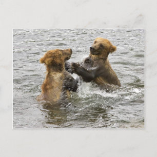 Bruine beren cubussen die in water spelen briefkaart