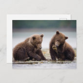 Bruine Beren kubussen van de Stroom Briefkaart (Voorkant / Achterkant)