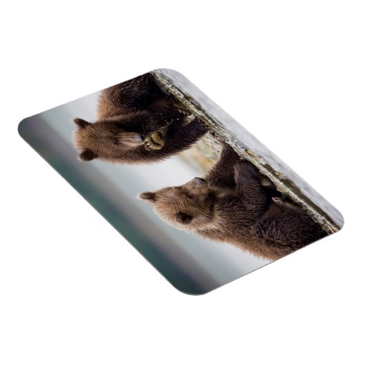 Bruine Beren kubussen van de Stroom Magneet (Rechterzijde)