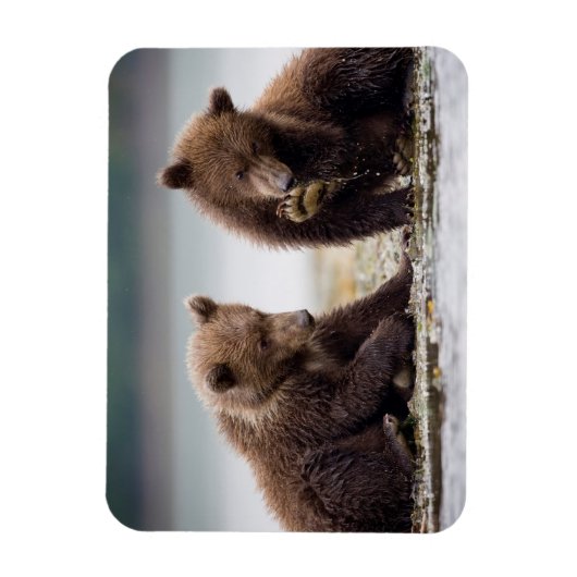 Bruine Beren kubussen van de Stroom Magneet (Verticaal)