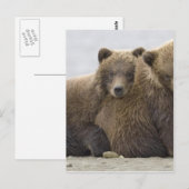 Bruine Beren Loopende Natuur Briefkaart (Voorkant / Achterkant)