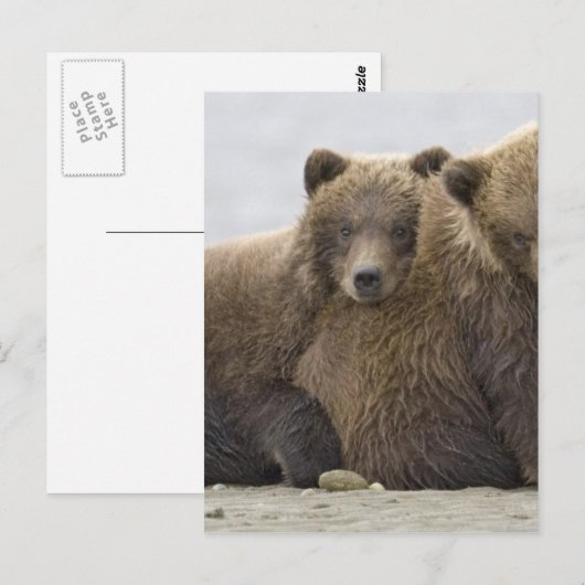 Bruine Beren Loopende Natuur Briefkaart (Voorkant / Achterkant)