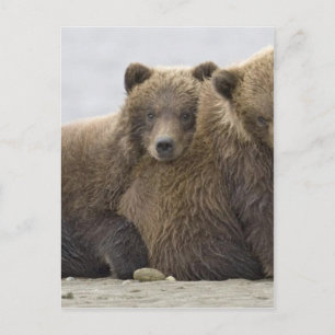 Bruine Beren Loopende Natuur Briefkaart