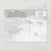 Bruine Beren Vist Brooks Herfsten Katmai NPP Alask Briefkaart (Achterkant)