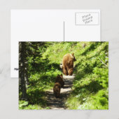 Bruine berenfamilie briefkaart (Voorkant / Achterkant)