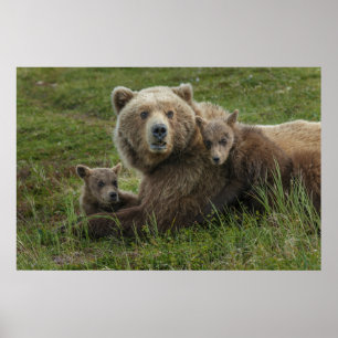 Bruine berenjongen knuffelen met hun moeder poster