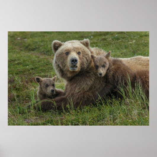 Bruine berenjongen knuffelen met hun moeder poster (Voorkant)