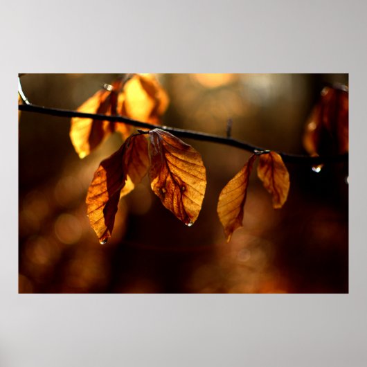 Bruine bladeren aangestoken door de ochtendzon poster (Voorkant)