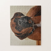 Bruine bokshond legpuzzel (Verticaal)