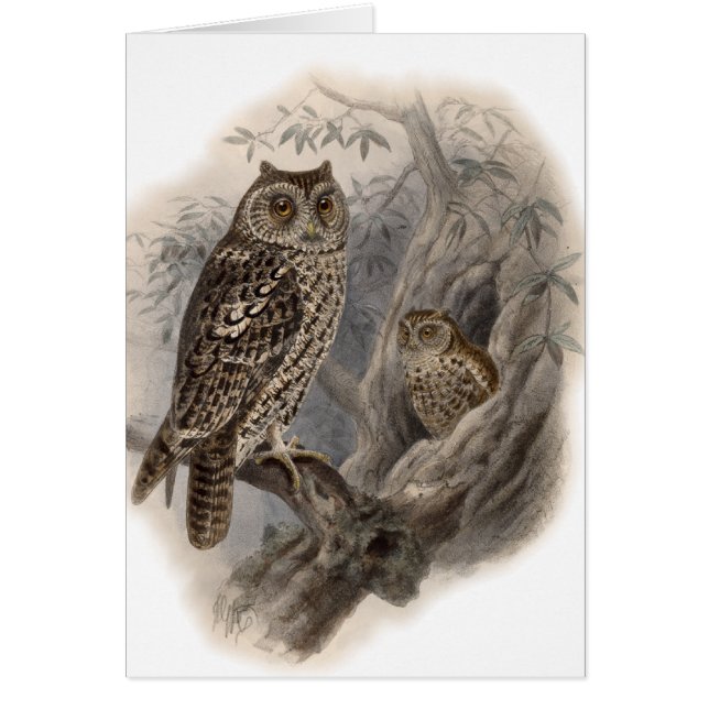 Bruine boomkorren (Voorkant)