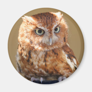 Bruine boomkorren magneet