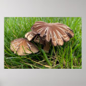 Bruine champignons poster (Voorkant)