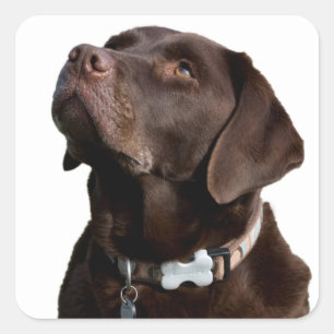 Bruine Chocolade Labrador Retriever Puppy Dog Vierkante Sticker