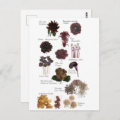 Bruine chocoladebloemen briefkaart (Voorkant / Achterkant)