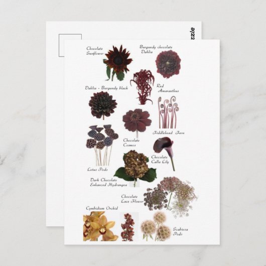 Bruine chocoladebloemen briefkaart (Voorkant / Achterkant)