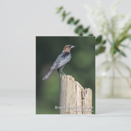 Bruine cowbird briefkaart (Staand voorkant)