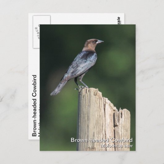 Bruine cowbird briefkaart (Voorkant / Achterkant)