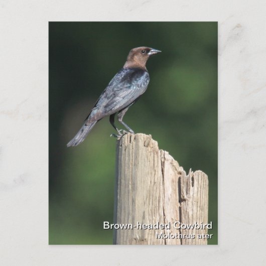 Bruine cowbird briefkaart (Voorkant)