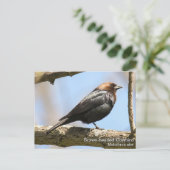 Bruine cowbird briefkaart (Staand voorkant)