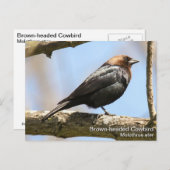 Bruine cowbird briefkaart (Voorkant / Achterkant)