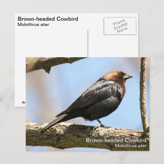 Bruine cowbird briefkaart (Voorkant / Achterkant)