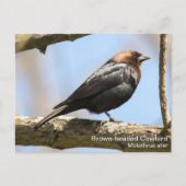 Bruine cowbird briefkaart (Voorkant)