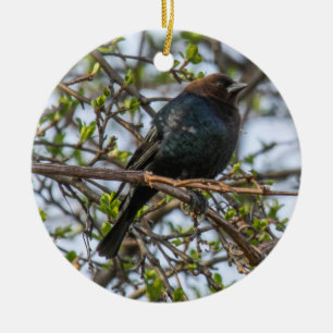 Bruine cowbird keramisch ornament