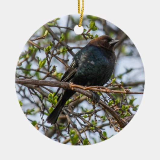 Bruine cowbird keramisch ornament (Voorkant)