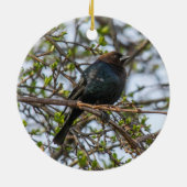 Bruine cowbird keramisch ornament (Achterkant)