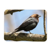 Bruine cowbird magneet (Horizontaal)