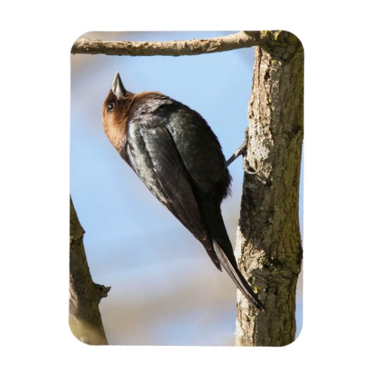 Bruine cowbird magneet (Verticaal)