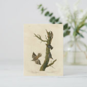 Bruine Creeper, Pygmy Nuthatch uit Audubon's vogel Briefkaart (Staand voorkant)