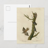 Bruine Creeper, Pygmy Nuthatch uit Audubon's vogel Briefkaart (Voorkant / Achterkant)