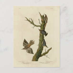 Bruine Creeper, Pygmy Nuthatch uit Audubon's vogel Briefkaart