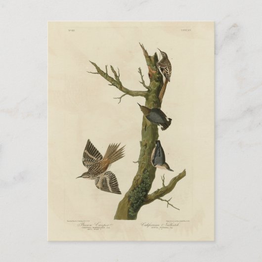 Bruine Creeper, Pygmy Nuthatch uit Audubon's vogel Briefkaart (Voorkant)