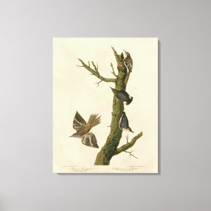 Bruine Creeper, Pygmy Nuthatch uit Audubon's vogel Canvas Afdruk