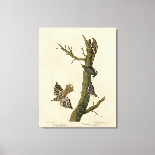 Bruine Creeper, Pygmy Nuthatch uit Audubon's vogel Canvas Afdruk (Voorkant)